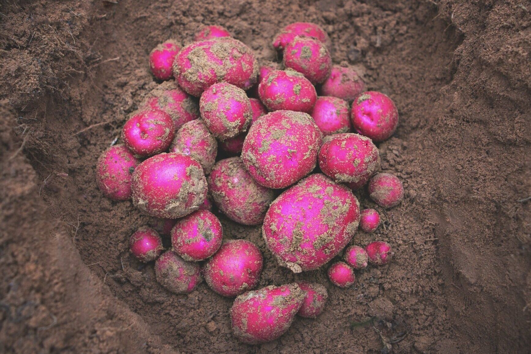 "Bulk Red Potatoes Wholesale Suppliers Premium Farm Fresh Quality Natural Vegetables for Retail & Export"