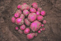 "Bulk Red Potatoes Wholesale Suppliers Premium Farm Fresh Quality Natural Vegetables for Retail & Export"