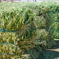 "Premium Alfalfa Hay Wholesale Supplier Bulk Feed for Cattle Horses Rabbits Factory Price Best Quality"