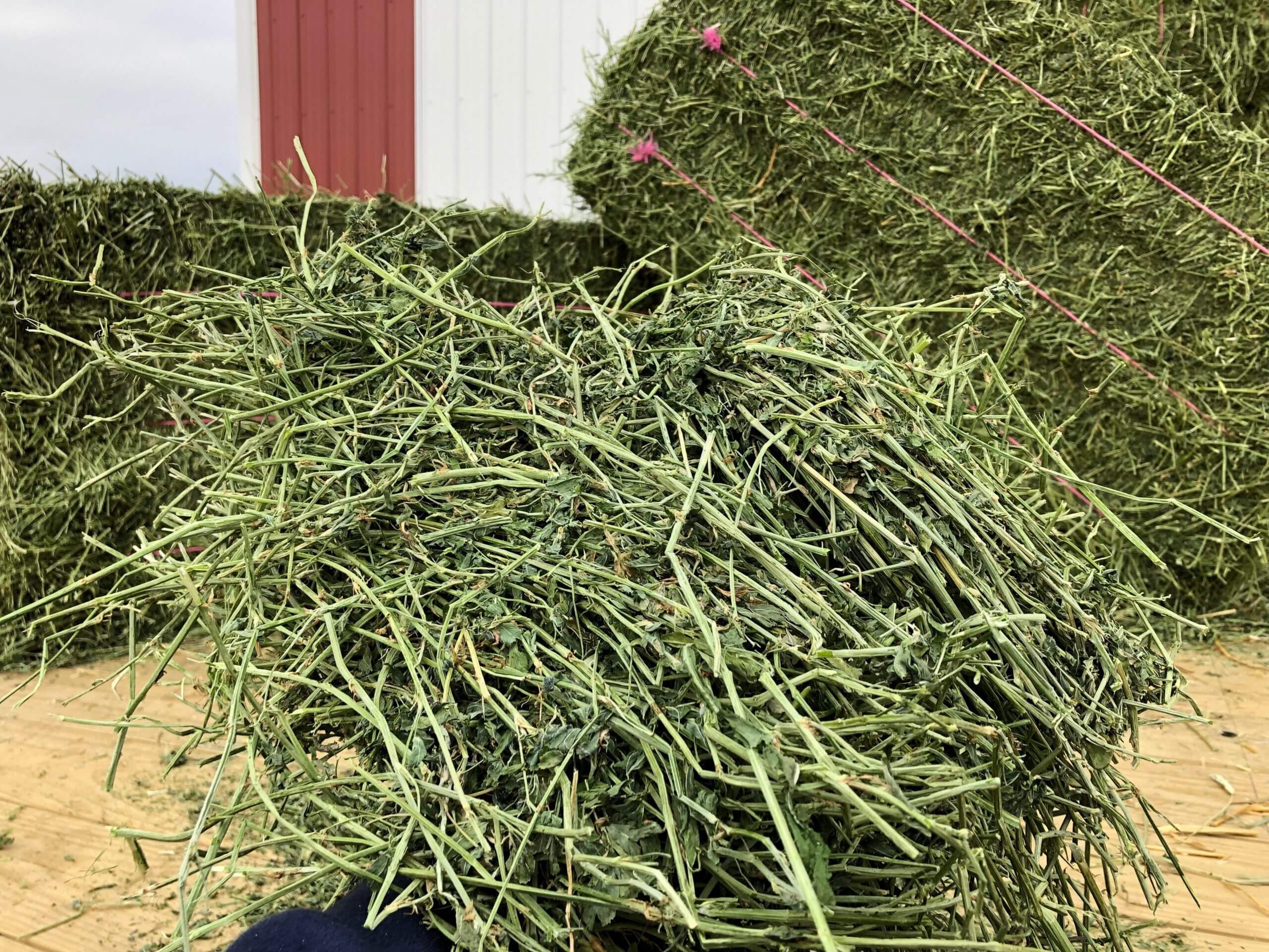 "Alfalfa Hay Bulk Supply Wholesale Premium Animal Feed Best Quality Factory Price Livestock Feed"