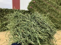 "Alfalfa Hay Bulk Supply Wholesale Premium Animal Feed Best Quality Factory Price Livestock Feed"