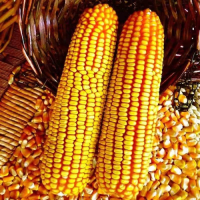 Wholesale Non-GMO Yellow Corn for Feed and Food Use Premium Grade Bulk Supply from Reliable Factory Exporter