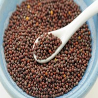 Bulk Mustard Seeds for Sale Wholesale Organic Yellow, Black & Brown Seeds at Factory Price