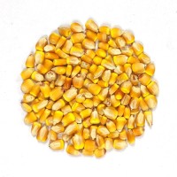 High Quality Non-GMO Yellow Corn Kernels Bulk Wholesale Grain Suppliers with Competitive Export Factory Price
