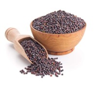 Factory Price Bulk Mustard Seeds Wholesale Yellow, Black & Brown Seeds for Spice Trade, Oil Extraction & Food Use