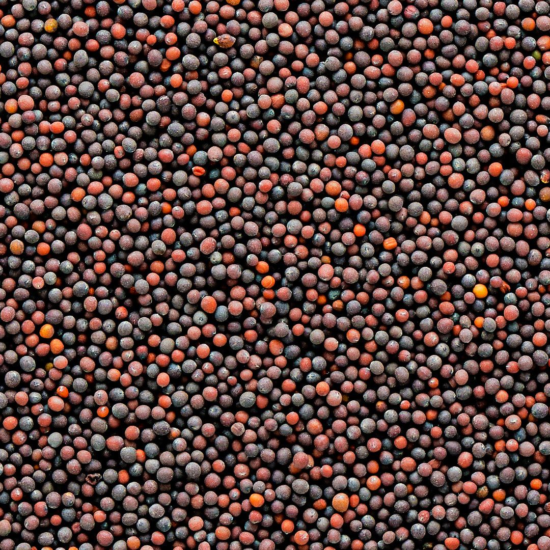 Hot Selling Bulk Mustard Seeds Organic Yellow, Brown & Black Varieties, Wholesale Price