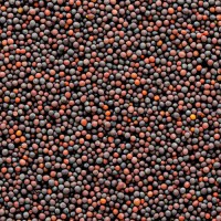 Hot Selling Bulk Mustard Seeds Organic Yellow, Brown & Black Varieties, Wholesale Price
