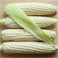 Non GMO White Corn Wholesale Suppliers | Bulk White Corn Kernels for Food & Livestock | Certified Quality White Corn