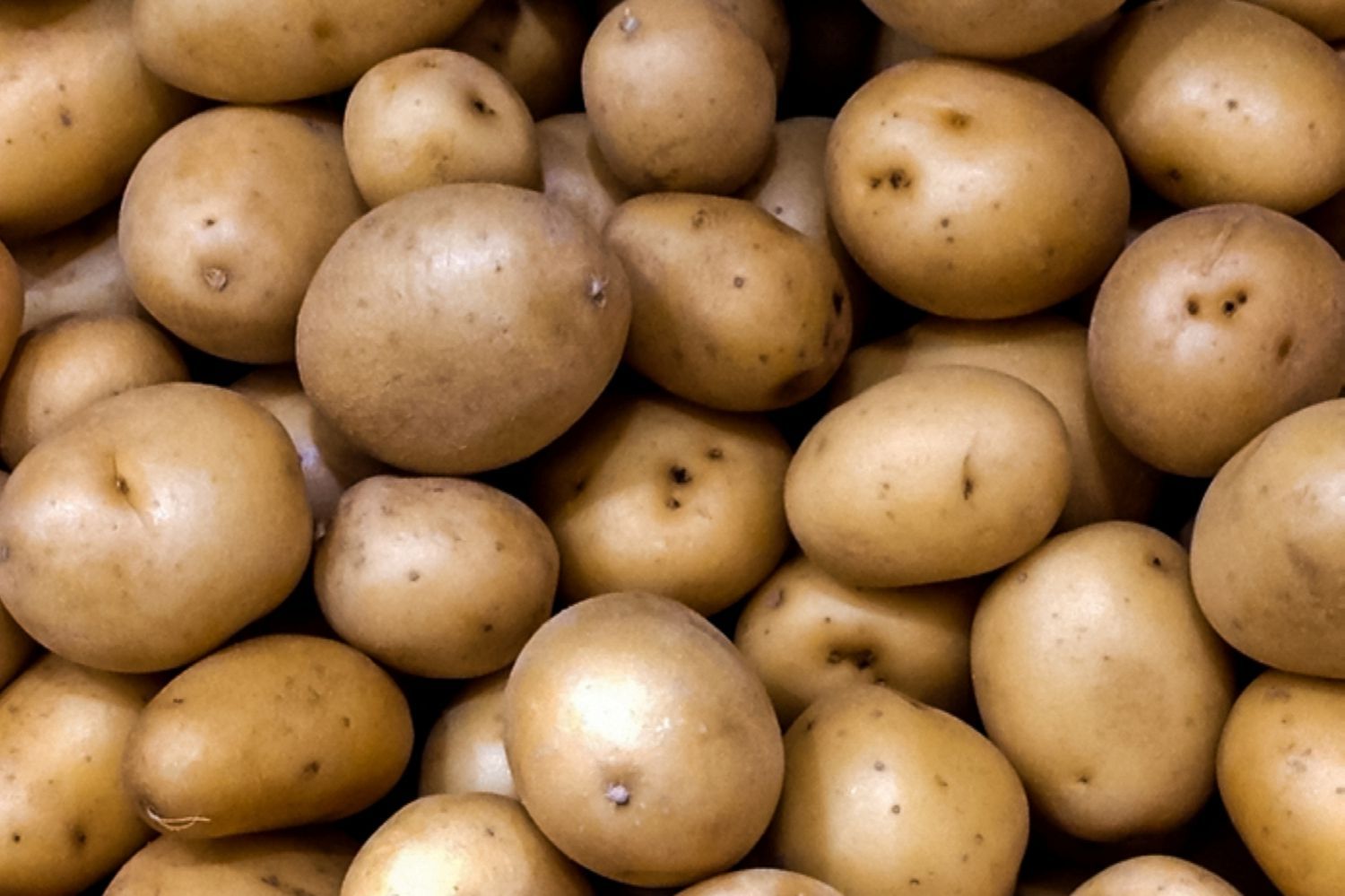 Hot Selling Fresh Russet Potatoes Wholesale Bulk Farm Fresh High Quality Organic Grade A Factory Price