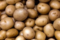 Hot Selling Fresh Russet Potatoes Wholesale Bulk Farm Fresh High Quality Organic Grade A Factory Price