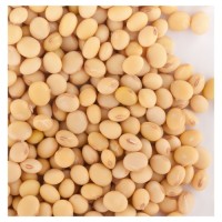 Factory Supply Non-GMO Soybeans | Bulk Wholesale Natural Soybean with High Nutritional Value