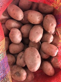"Red Potatoes Bulk Wholesale Suppliers Fresh Farm Quality High Yield Direct Supply for Retail & Export"