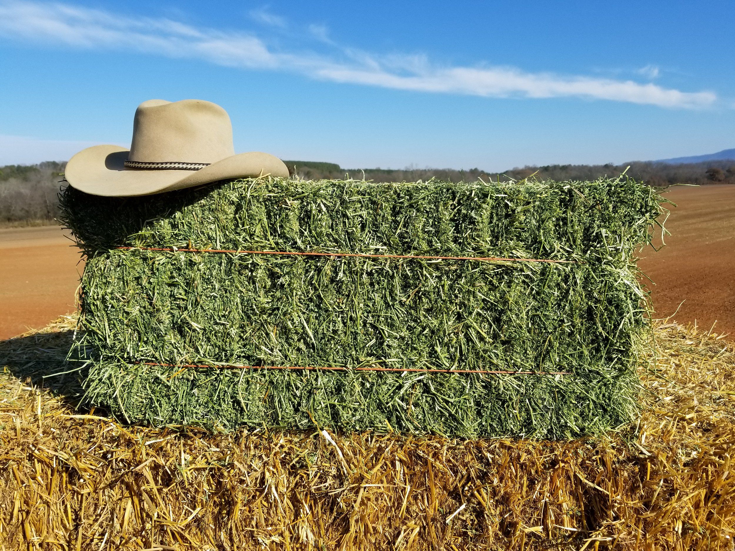 "High Quality Alfalfa Hay Bulk Wholesale Supplier Premium Animal Feed Factory Price Best for Livestock"