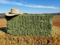"High Quality Alfalfa Hay Bulk Wholesale Supplier Premium Animal Feed Factory Price Best for Livestock"