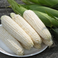 Wholesale White Corn Non GMO | Natural, Pure, High Yield White Corn for Food Industry | Reliable Non GMO Corn Suppliers