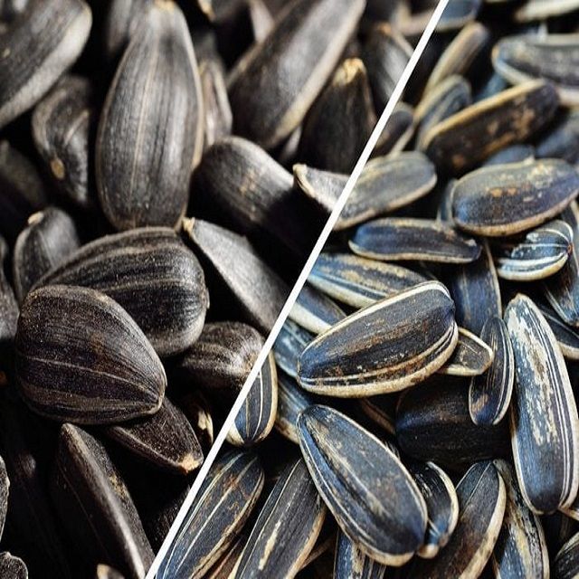 Bulk Natural Sunflower Seeds for Sale Online, Premium Quality Raw Sunflower Kernels, Wholesale Factory Price Supplier
