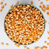 Wholesale Non-GMO Yellow Corn for Feed and Food Use Premium Grade Bulk Supply from Reliable Factory Exporter