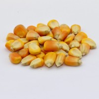 Wholesale Non-GMO Yellow Corn for Feed and Food Use Premium Grade Bulk Supply from Reliable Factory Exporter