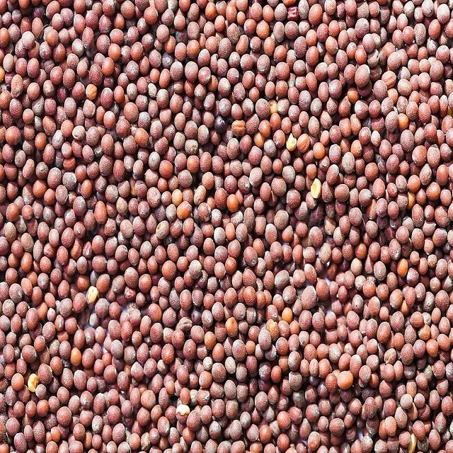 Bulk Mustard Seeds for Sale Wholesale Organic Yellow, Black & Brown Seeds at Factory Price