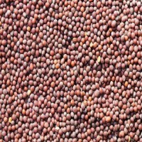 Bulk Mustard Seeds for Sale Wholesale Organic Yellow, Black & Brown Seeds at Factory Price