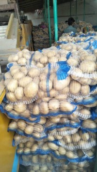 Wholesale Yellow Potatoes Fresh Premium Quality Natural Farm Produce Bulk Hot Selling Stock