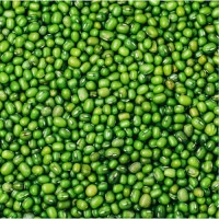 Buy Bulk Green Mung Beans Online | High Quality Natural Green Moong Beans | Wholesale Price | Fast Delivery