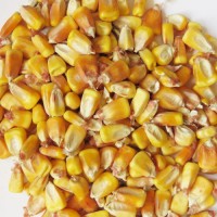 Premium Yellow Corn Non-GMO for Animal Feed and Food Grade Bulk Wholesale Supply at Competitive Factory Price