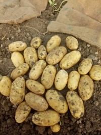 Organic Yellow Potatoes Premium Quality Fresh Farm Direct Bulk Wholesale Best Price Supplier