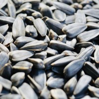 Wholesale Bulk Sunflower Seeds, Natural Raw Sunflower Kernels for Oil Extraction and Food, Buy Online Factory Direct