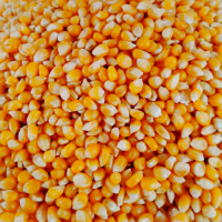 High Quality Non-GMO Yellow Corn Kernels Bulk Wholesale Grain Suppliers with Competitive Export Factory Price
