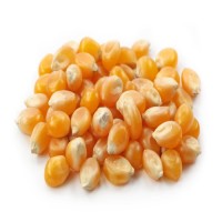 Non-GMO Yellow Corn Wholesale Premium Bulk Grain Supply for Food and Feed from Trusted Factory Export Supplier