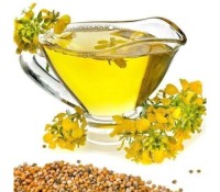 Refined Canola Oil Wholesale Suppliers – Pure Quality Edible Cooking Oil Bulk Factory Price for Export Sale