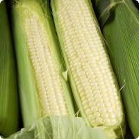 Non GMO White Corn Wholesale Suppliers | Bulk White Corn Kernels for Food & Livestock | Certified Quality White Corn