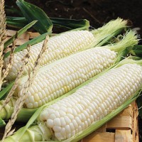 Premium White Corn Non GMO Bulk Wholesale Suppliers | High Quality White Corn Kernels for Food & Feed | Bulk Supply