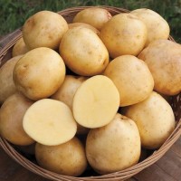 Fresh Yukon Gold Potatoes Premium Grade Wholesale Bulk Supply Best Quality Direct From Farm Factory Price