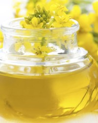 Refined Canola Oil Wholesale Suppliers – Pure Quality Edible Cooking Oil Bulk Factory Price for Export Sale