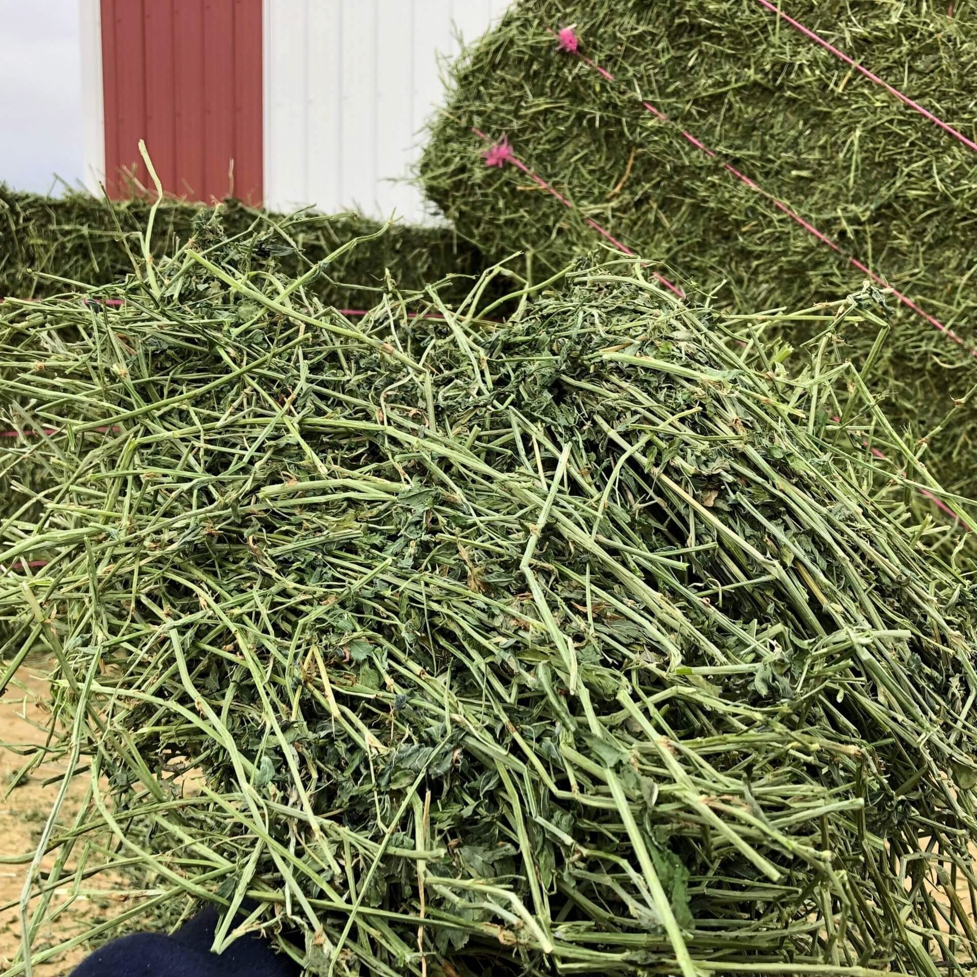 "Alfalfa Hay Bulk Supply Wholesale Premium Animal Feed Best Quality Factory Price Livestock Feed"