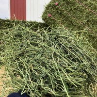 "Alfalfa Hay Bulk Supply Wholesale Premium Animal Feed Best Quality Factory Price Livestock Feed"