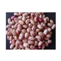 Trusted Pinto Beans Wholesale Suppliers | Organic Bulk Pinto Beans Factory Price for Retailers & Distributors