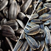 Wholesale Bulk Sunflower Seeds, Natural Raw Sunflower Kernels for Oil Extraction and Food, Buy Online Factory Direct