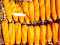 Non-GMO Yellow Corn Wholesale Premium Bulk Grain Supply for Food and Feed from Trusted Factory Export Supplier