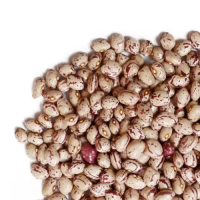 Trusted Pinto Beans Wholesale Suppliers | Organic Bulk Pinto Beans Factory Price for Retailers & Distributors