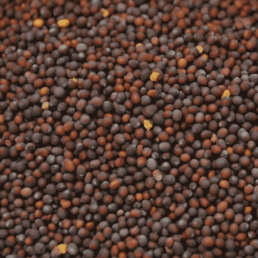 Hot Selling Bulk Mustard Seeds Organic Yellow, Brown & Black Varieties, Wholesale Price