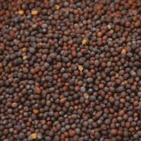 Hot Selling Bulk Mustard Seeds Organic Yellow, Brown & Black Varieties, Wholesale Price