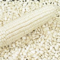 Premium White Corn Non GMO Bulk Wholesale Suppliers | High Quality White Corn Kernels for Food & Feed | Bulk Supply