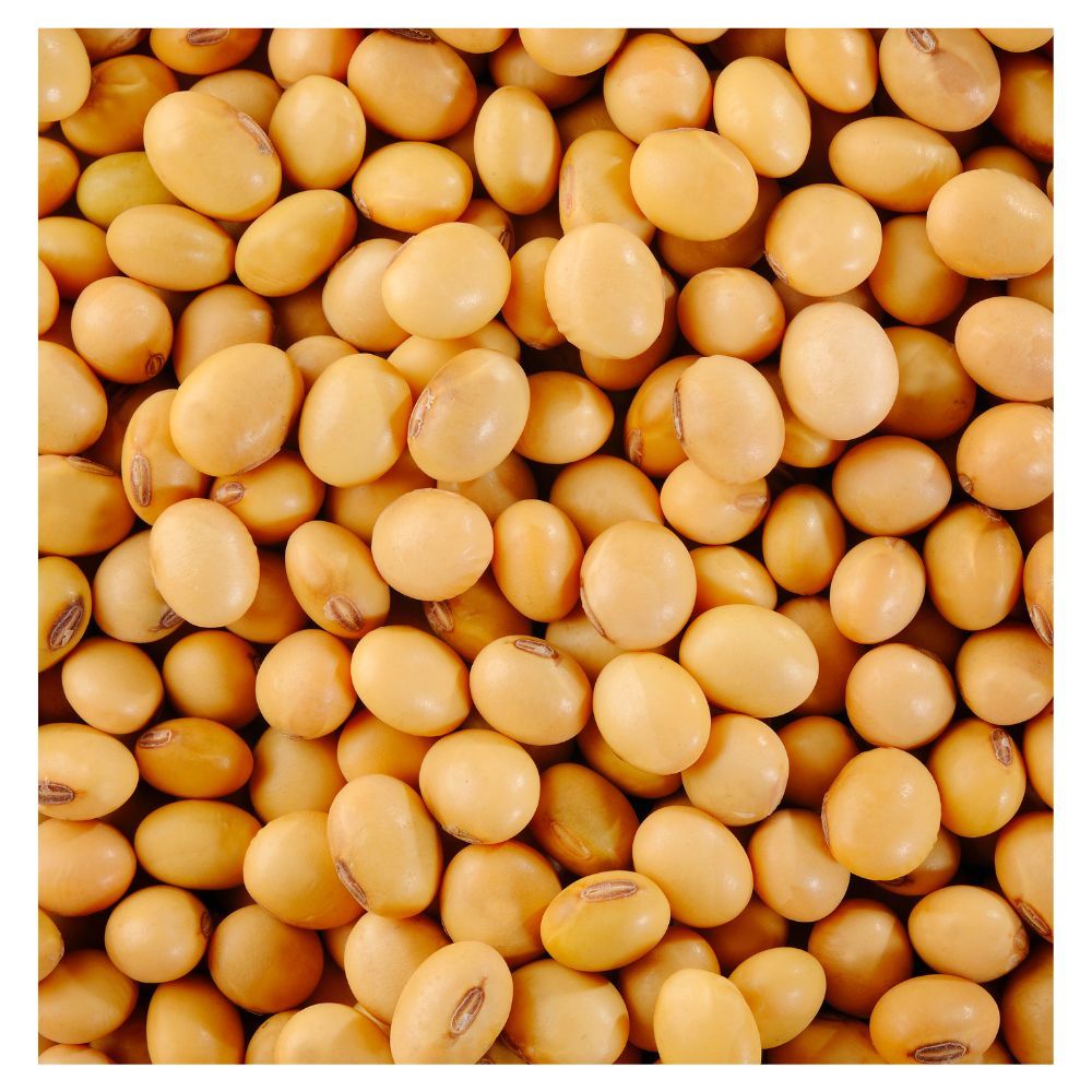 Non GMO Soybean Wholesale Bulk Supply | Premium Quality Natural Soybeans for Animal Feed & Food Grade