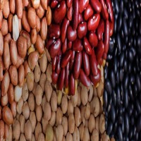 High Quality Red White Black Kidney Beans Wholesale Suppliers | Bulk Dried Beans Factory Price Export Worldwide