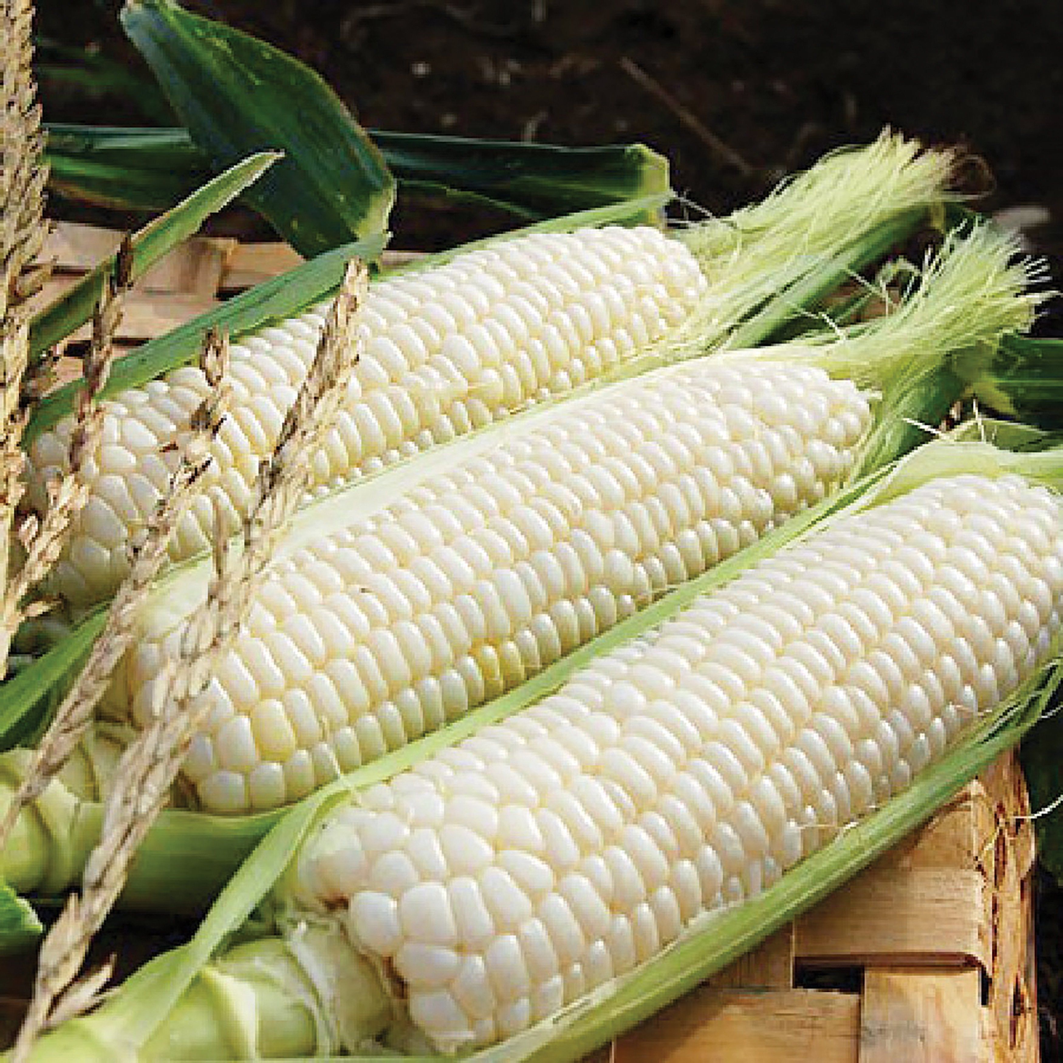 High Quality White Corn Non GMO | Bulk White Corn Kernels for Food & Feed | Competitive Prices & Fast Delivery