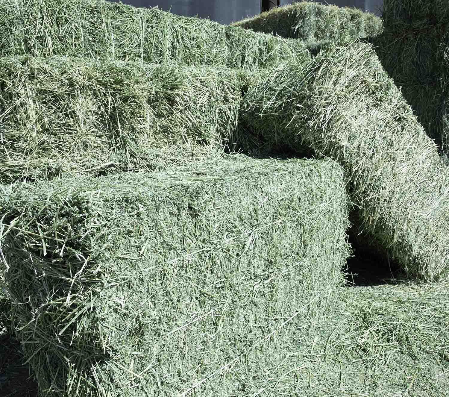 "Premium Alfalfa Hay Wholesale Supplier Bulk Feed for Cattle Horses Rabbits Factory Price Best Quality"