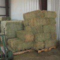 "Wholesale Alfalfa Hay Premium Quality Bulk Feed Supplier Factory Price Best for Cattle Horses Rabbits"